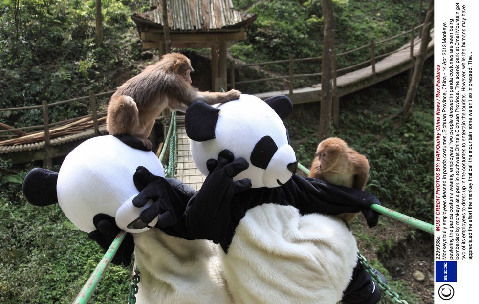 Monkeys tease panda-suited supervisors