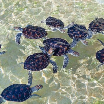 Organism, Sea turtle, Turtle, Fluid, Olive ridley sea turtle, Kemp's ridley sea turtle, Reptile, Tortoise, Loggerhead sea turtle, Green sea turtle, 