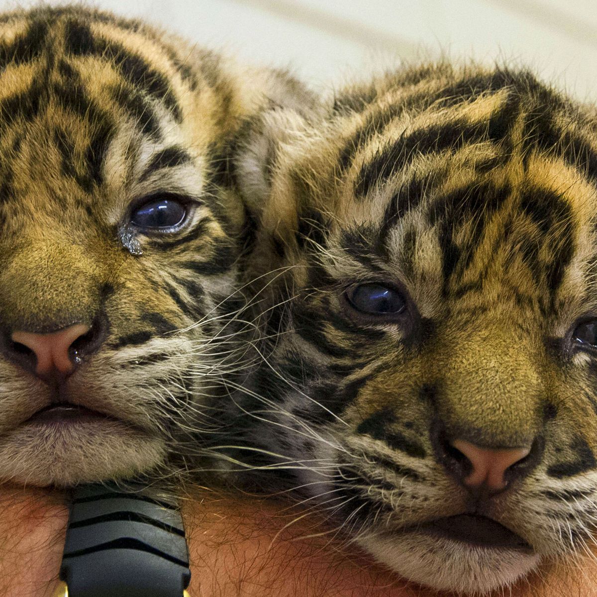 Earth Pics on X: Newborn baby tiger.  / X