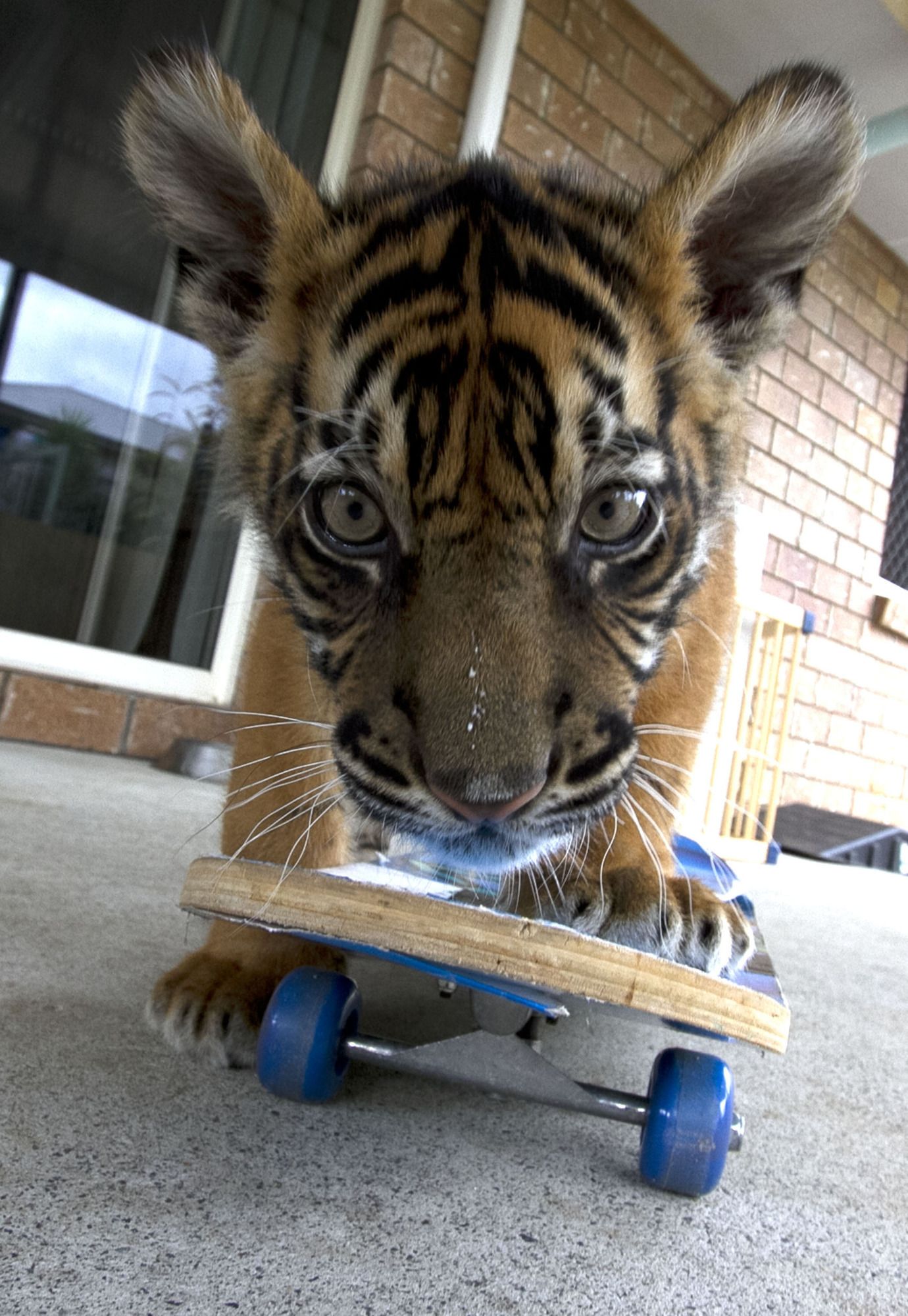 Cute Tiger Cubs Pose For Cameras, Tigers About The House