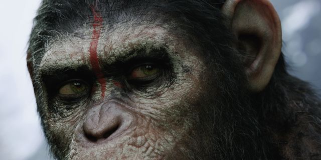Планета обезьян революция 2014 субтитры обезьян. Планета обезьян Морис.
