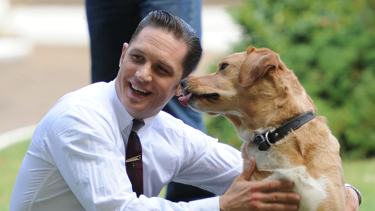 Exclusive 'The Drop' Photos: A Crime-Thriller Where Tom Hardy Snuggles With  a Puppy