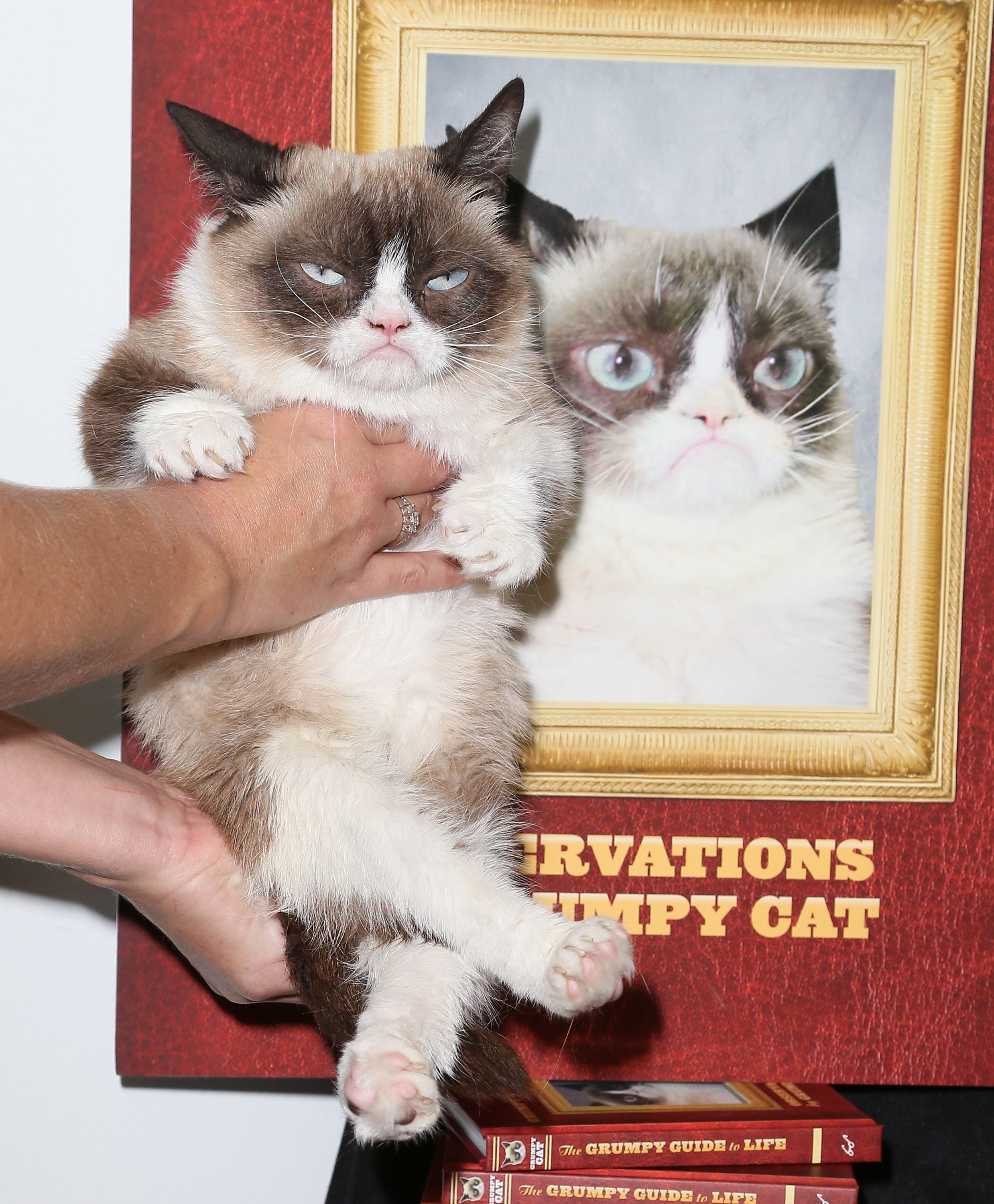 Grumpy Cat's owner quit her day job, but denies claim the crabby feline has  made $100 million - ABC7 Los Angeles