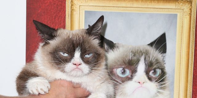 Grumpy Cat's owner quit her day job, but denies claim the crabby feline has  made $100 million - ABC7 Los Angeles