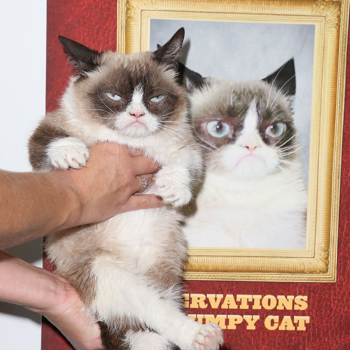 Snapp Shots: Berkeley wins Grumpy Cat nationwide contest – East