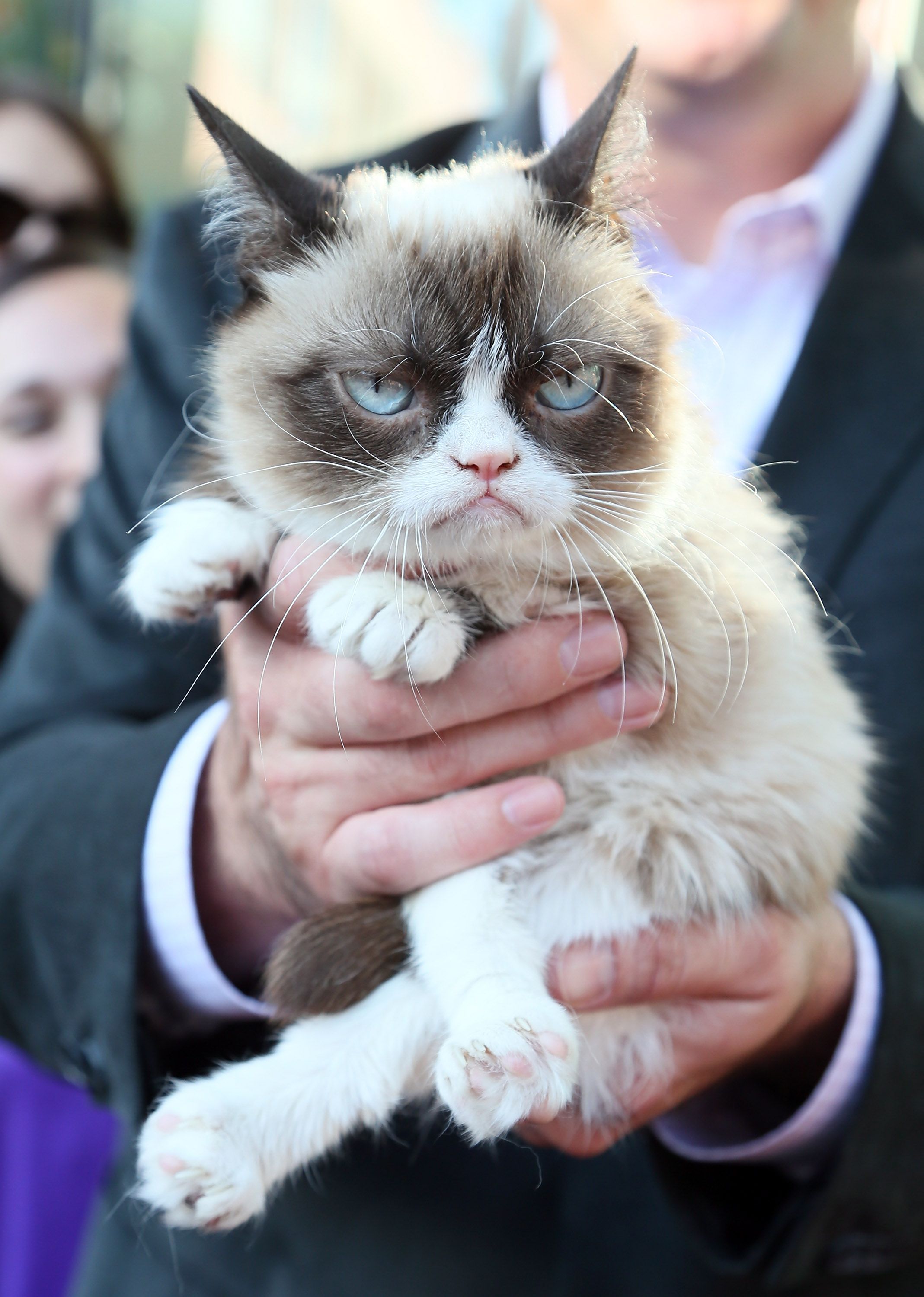 Grumpy Cat, who entertained millions online, dies at age 7 | AP News