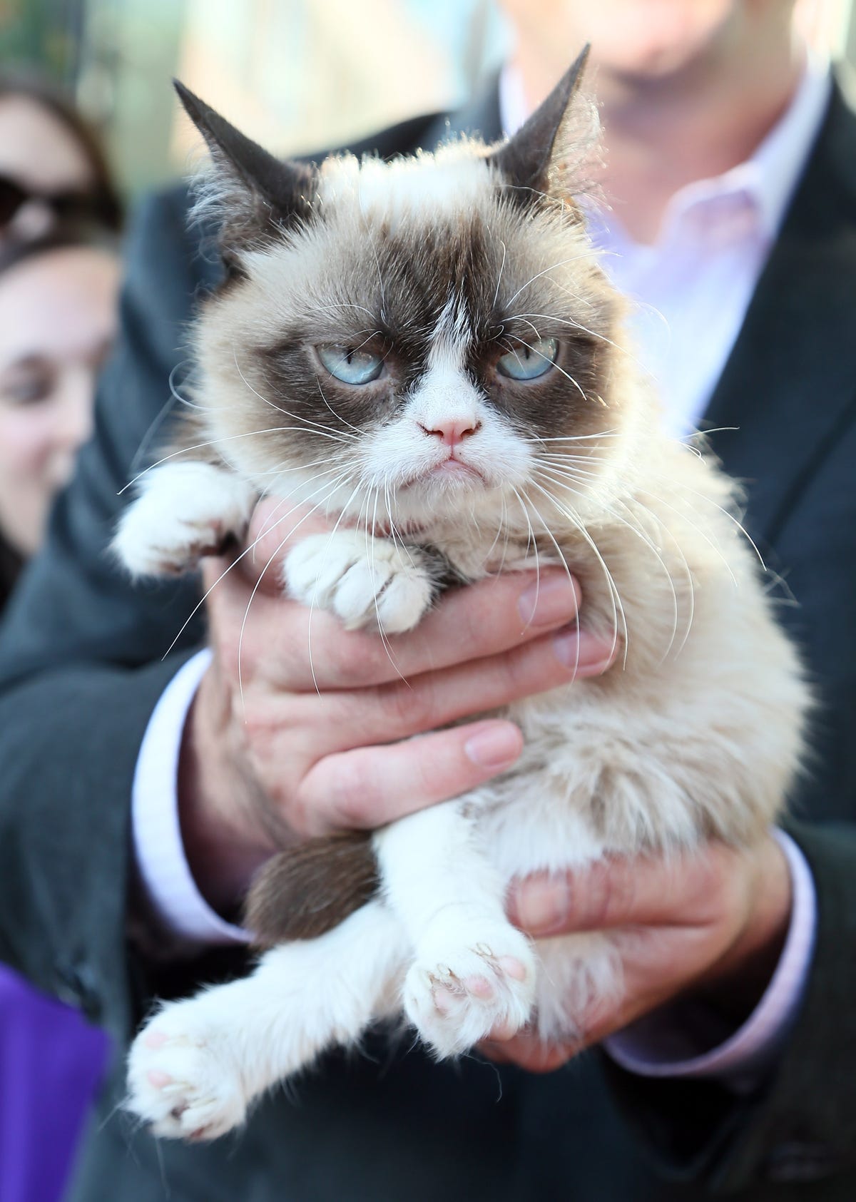 Grumpy Cat RIP: A look back at the life of famous cat - BBC Newsround