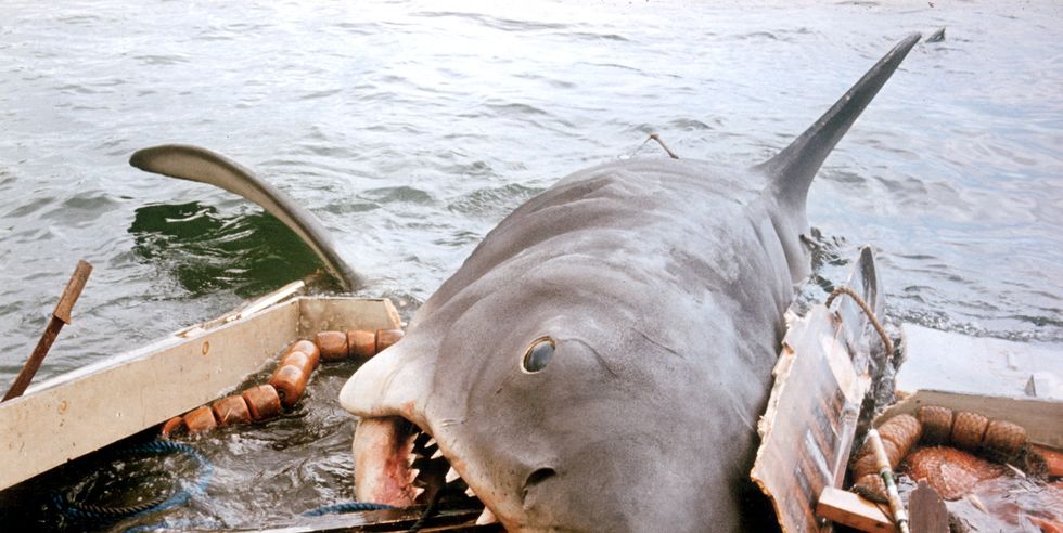 Itv Unveils New Celebrity Jaws Reality Show With Actual Sharks