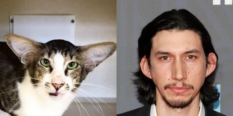 Animals that look like celebrities: Adam Driver/Cat