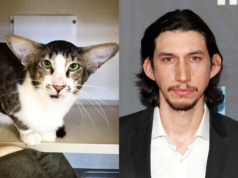 Animals that look like celebrities: Adam Driver/Cat