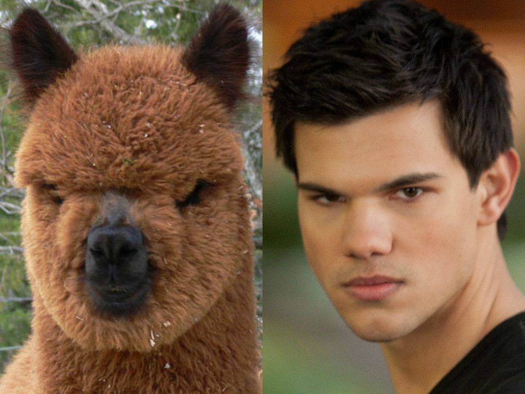 celebrity look alikes animals