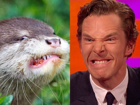 Animals that look like celebrities: Benedict Cumberbatch / otter