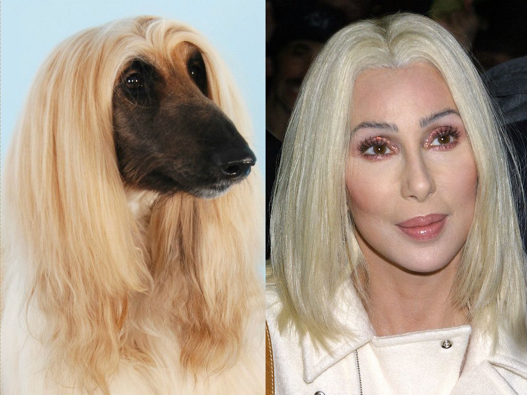 animals that look like famous people