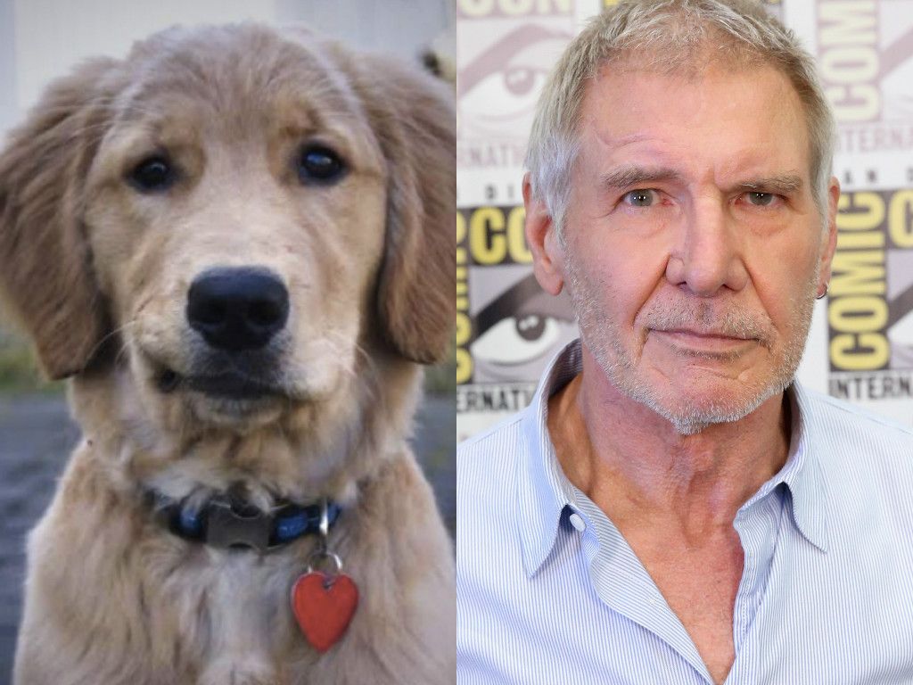animals that look like famous people