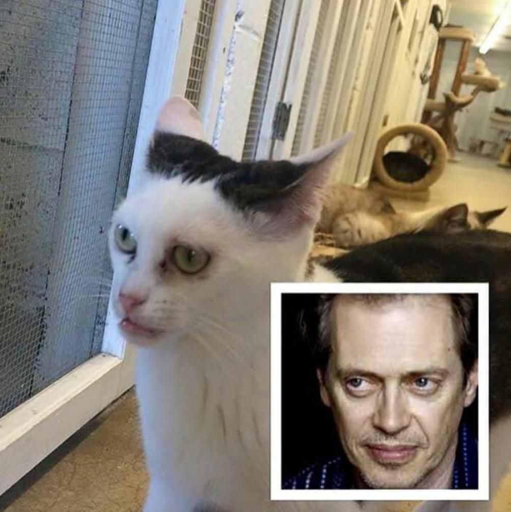 Steve Buscemi s SpongeBob Squarepants character looks weirdly like him