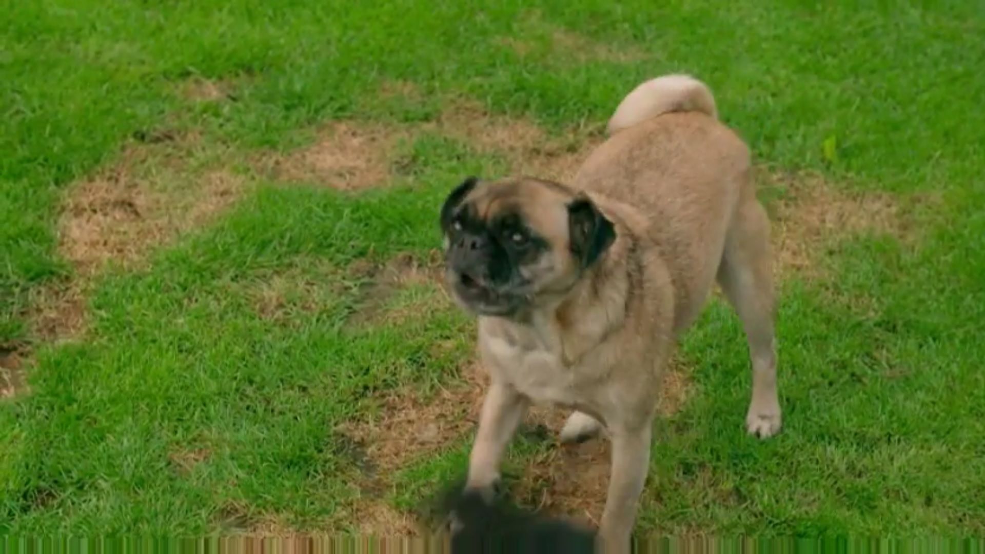 This Pug That Can T Run Is Breaking Our Heart Today