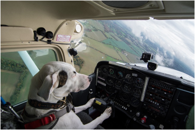Dogs Might Fly: Watch an actual clip of 