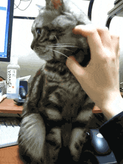 Funny-animals-s GIFs - Get the best GIF on GIPHY