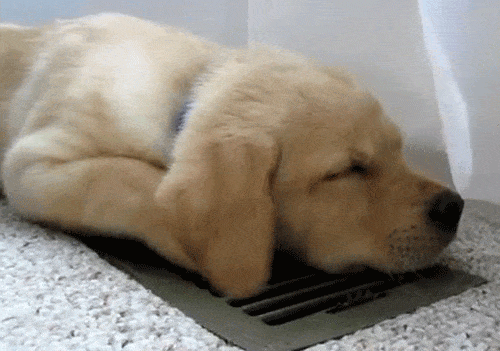 This cute puppy sums up how we all feel about today's heatwave