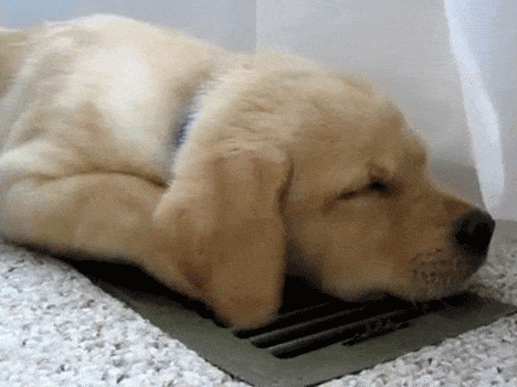 Cute Puppy falling asleep. Golden retriever puppy on Make a GIF