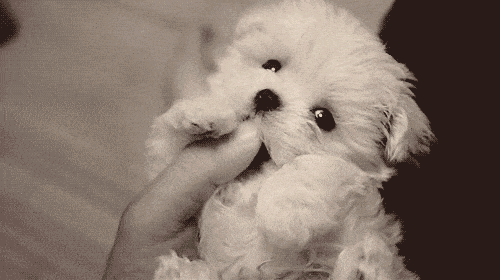 The internet just turned 25 and these are the best animal GIFs ...