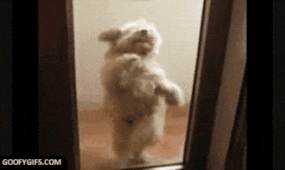 The internet just turned 25 and these are the best animal GIFs