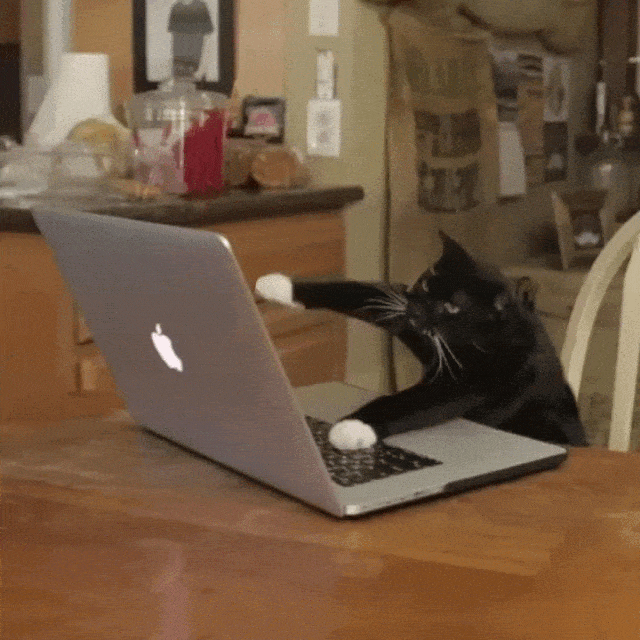 People are celebrating #InternationalCatDay with the best feline GIFs