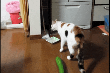 22 Best Animal GIFs of All Time