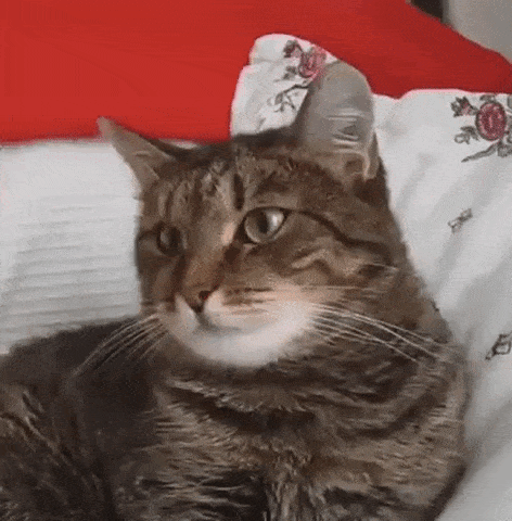 The Internet Just Turned 25 And These Are The Best Animal Gifs It S Given Us In That Time