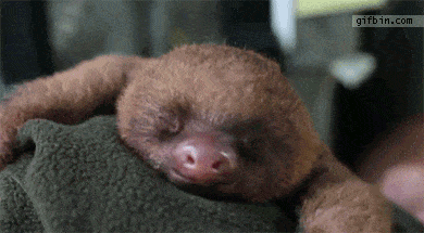 Cute-animals-doing-cute-things GIFs - Get the best GIF on GIPHY