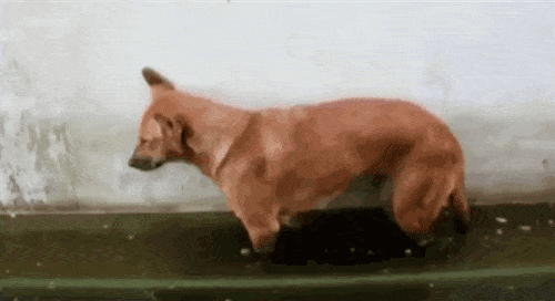 The internet just turned 25 and these are the best animal GIFs it's given  us in that time