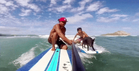 GoPro surfing pig