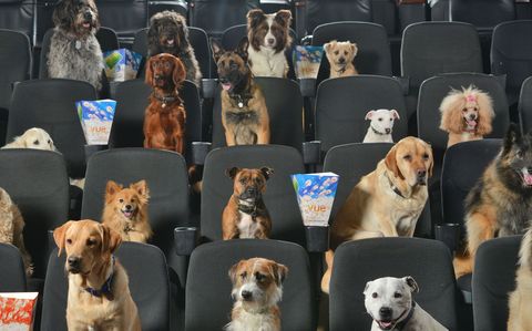 Dogs enjoying the cinema