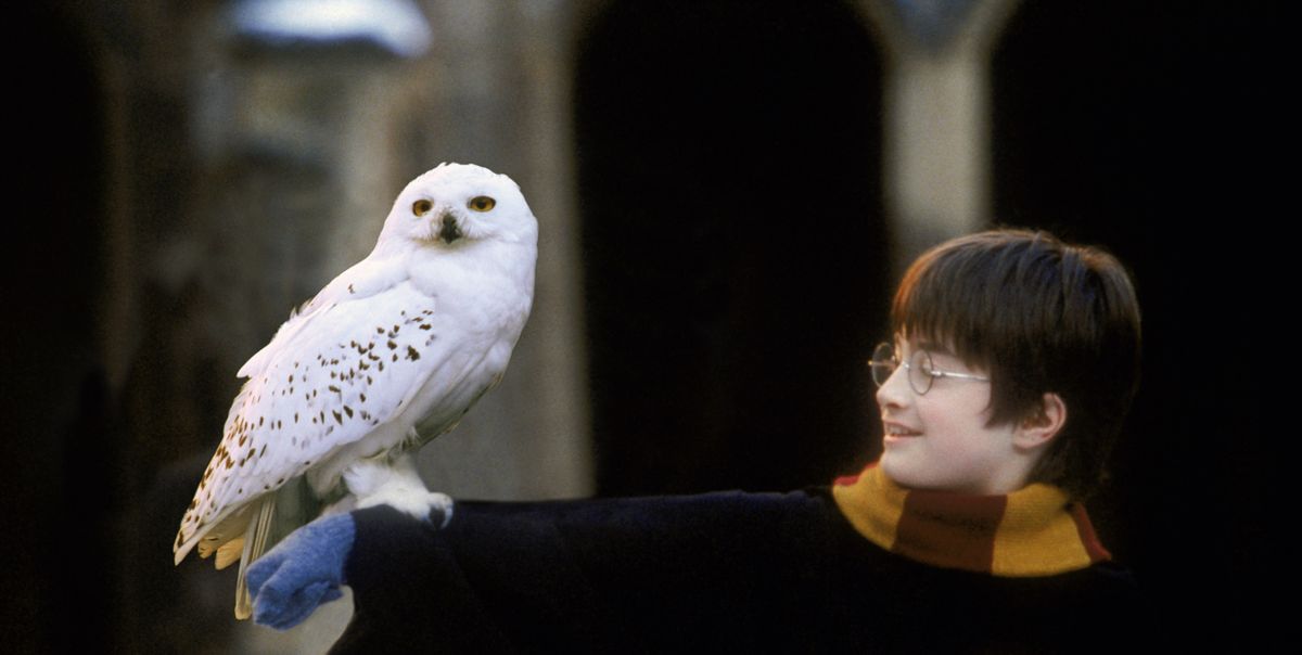 Harry Potter And The Philosopher S Stone Nears Big Milestone