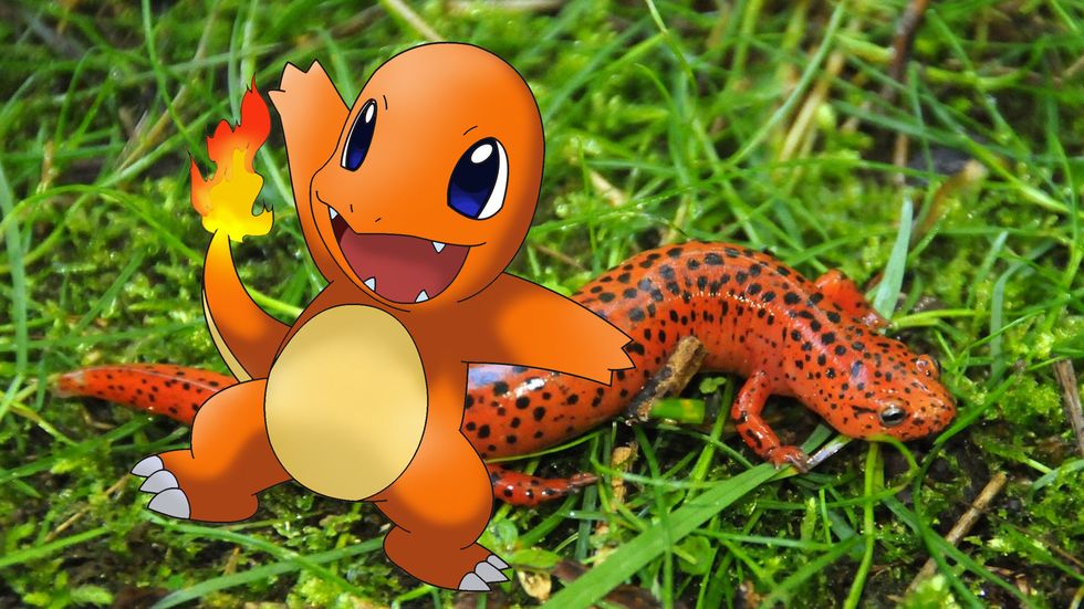 Charmander, Salamander