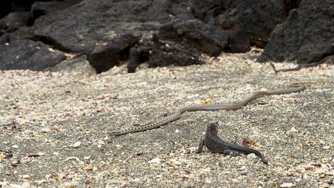 Snoop Dogg tackles Planet Earth's iguana vs snakes duel