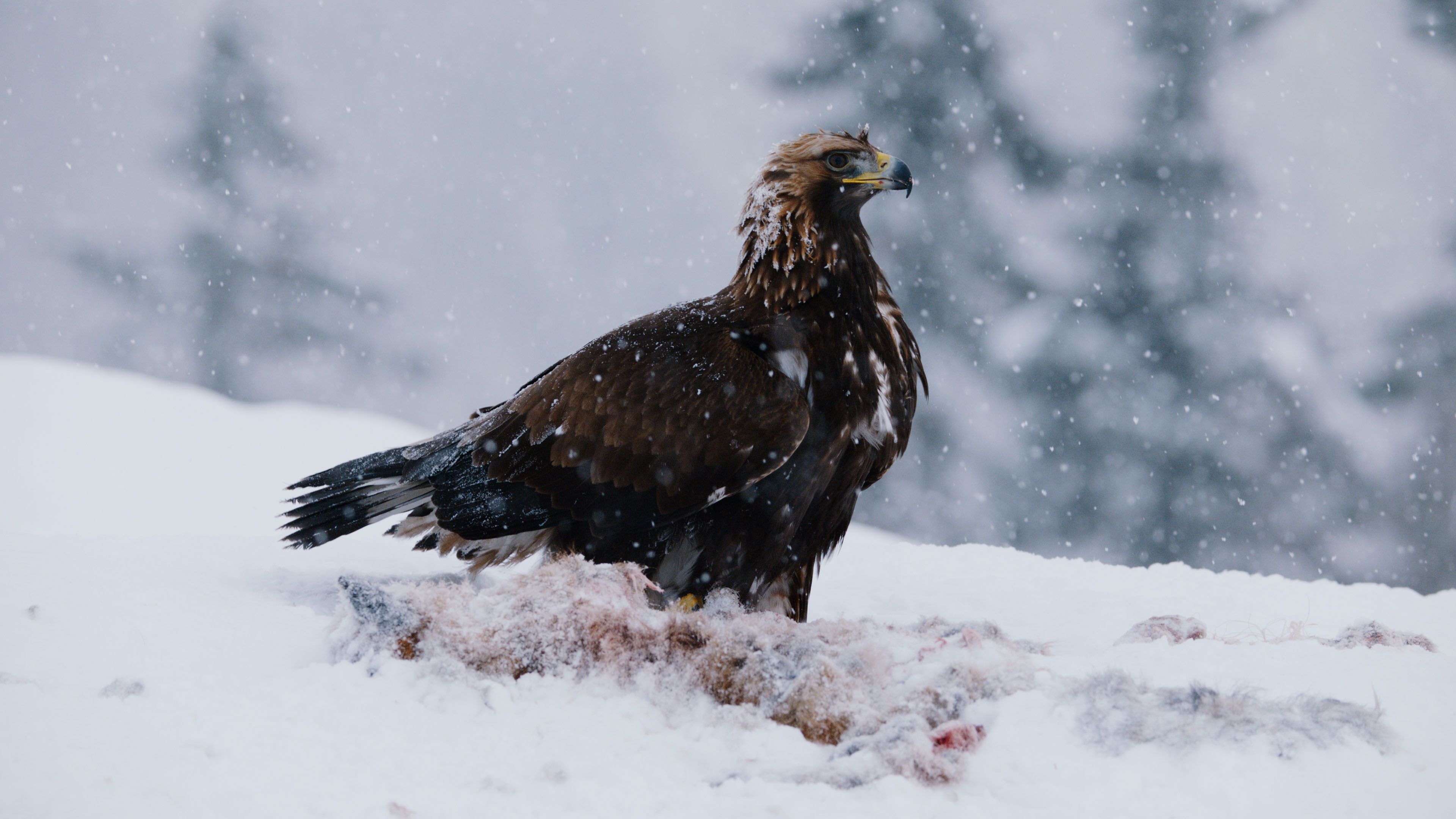 Planet Earth Ii Mountains 15 Gorgeous Pictures That Prove