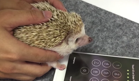 Hedgehog iPhone unlock
