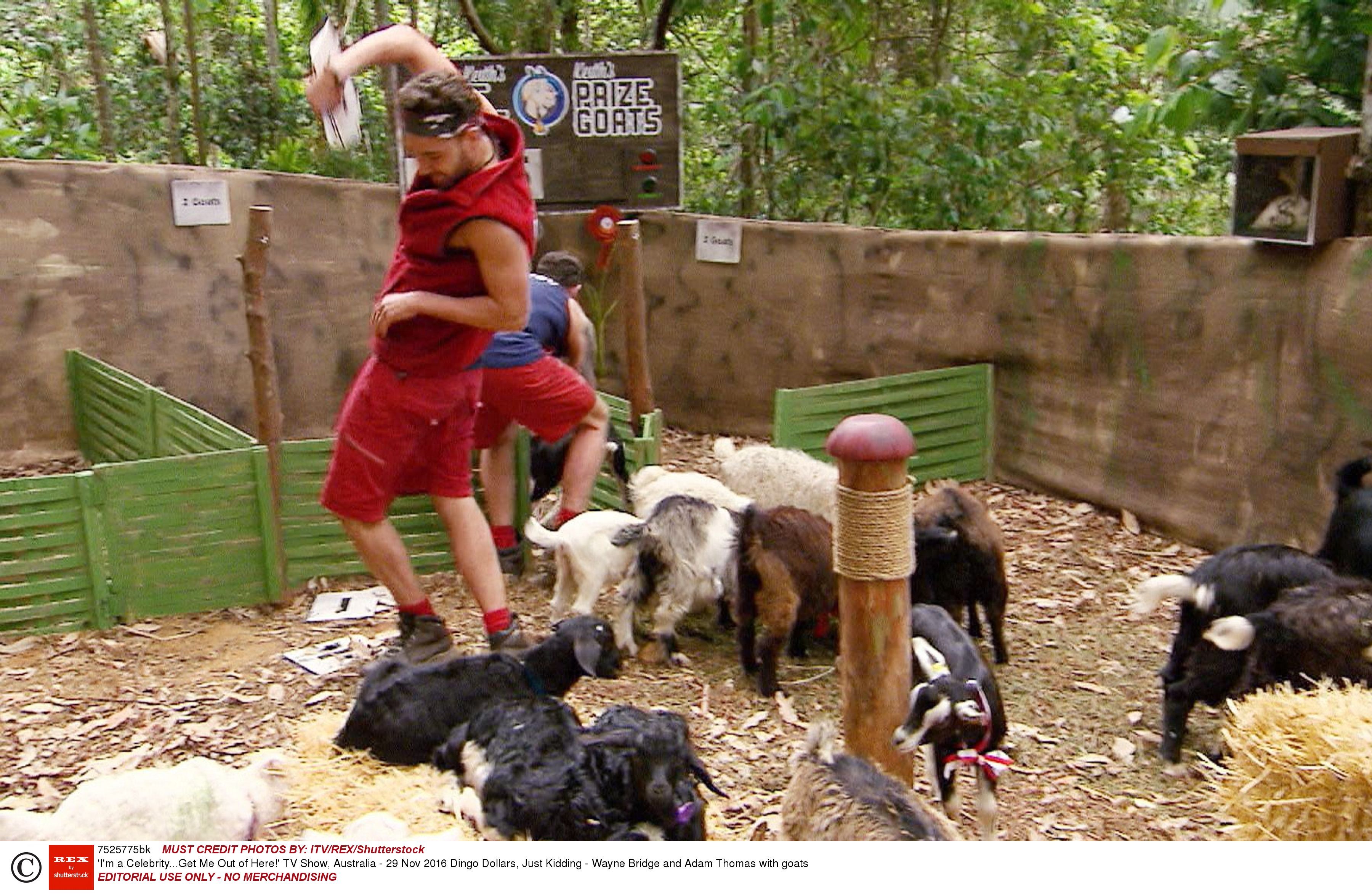 I'm a Celebrity: Wayne Bridge SQUEALS as he's faced with goats in a Dingo  Dollar Challenge