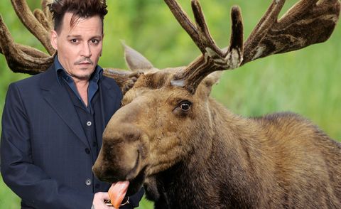 Johnny Depp, Moose