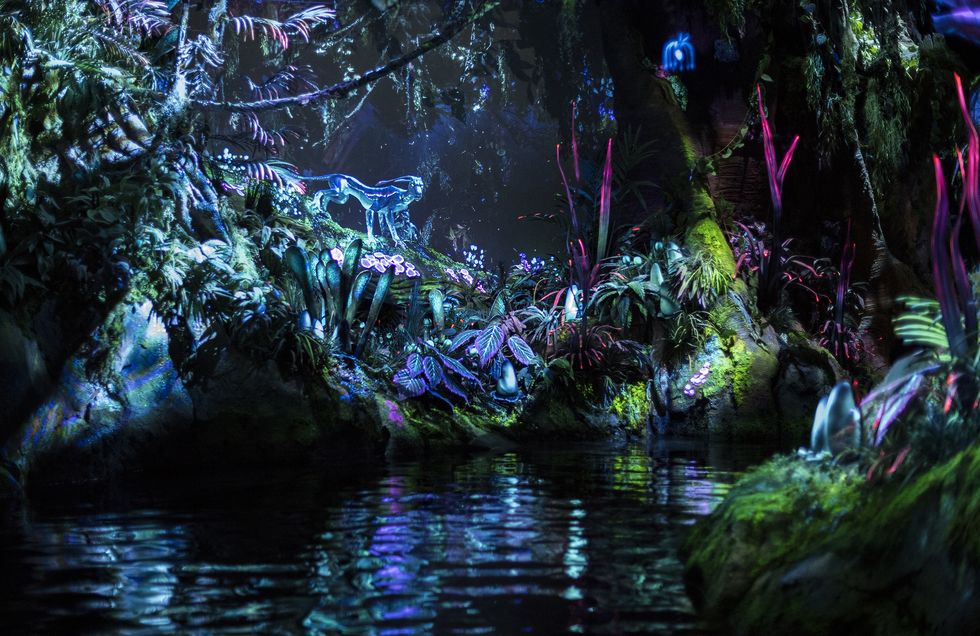 The Na'vi River Journey attraction on Pandora – The World of Avatar at Disney's Animal Kingdom takes guests on a lyrical adventure sailing in reed boats down a mysterious, sacred river hidden within the bioluminescent rainforest. The journey culminates in an encounter with a Na'vi shaman, who sends positive energy out into the forest through her music. Disney's Animal Kingdom is one of four theme parks at Walt Disney World Resort in Lake Buena Vista, Fla. (David Roark, photographer)