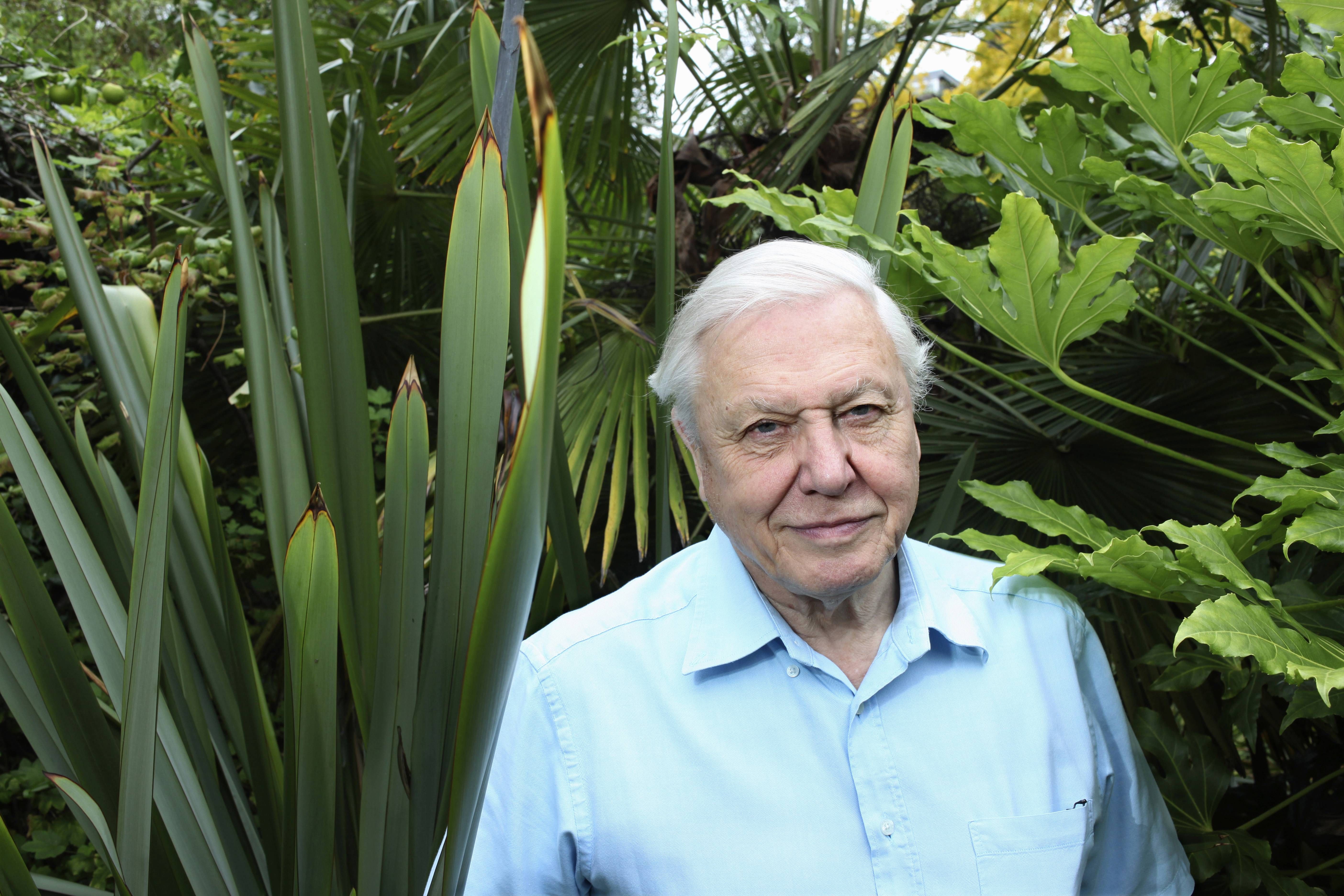 BBC Announces New David Attenborough Series Life In Colour