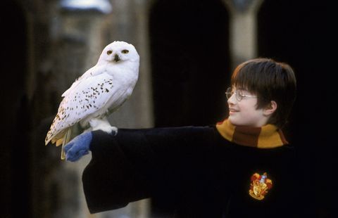 Harry Potter, Hedwig, owl
