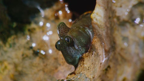 10 of the strangest creatures on Blue Planet II 10 of the strangest creatures on Blue Planet II