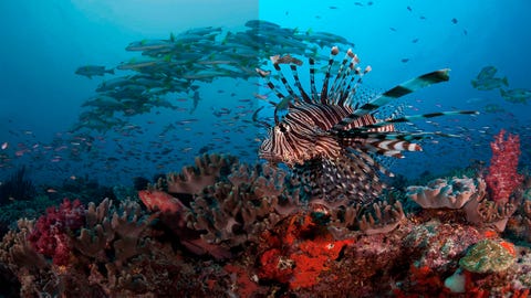 Blue Planet 2 Left Viewers Heartbroken After Showing The Extent To Which Plastic Affects The Ocean The Independent The Independent