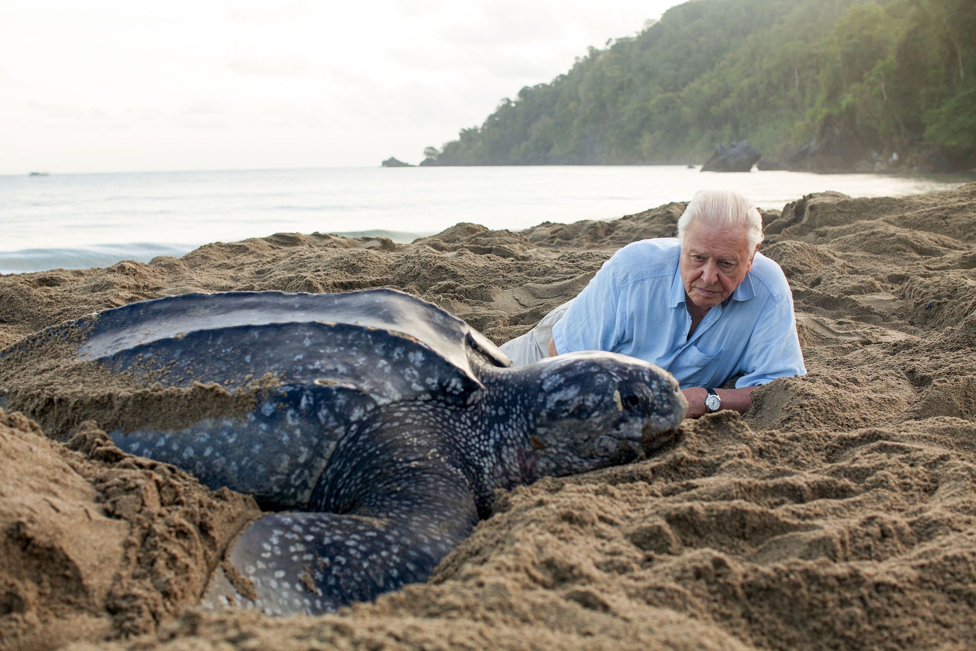 david attenborough blue planet 2 david attenborough blue planet 2