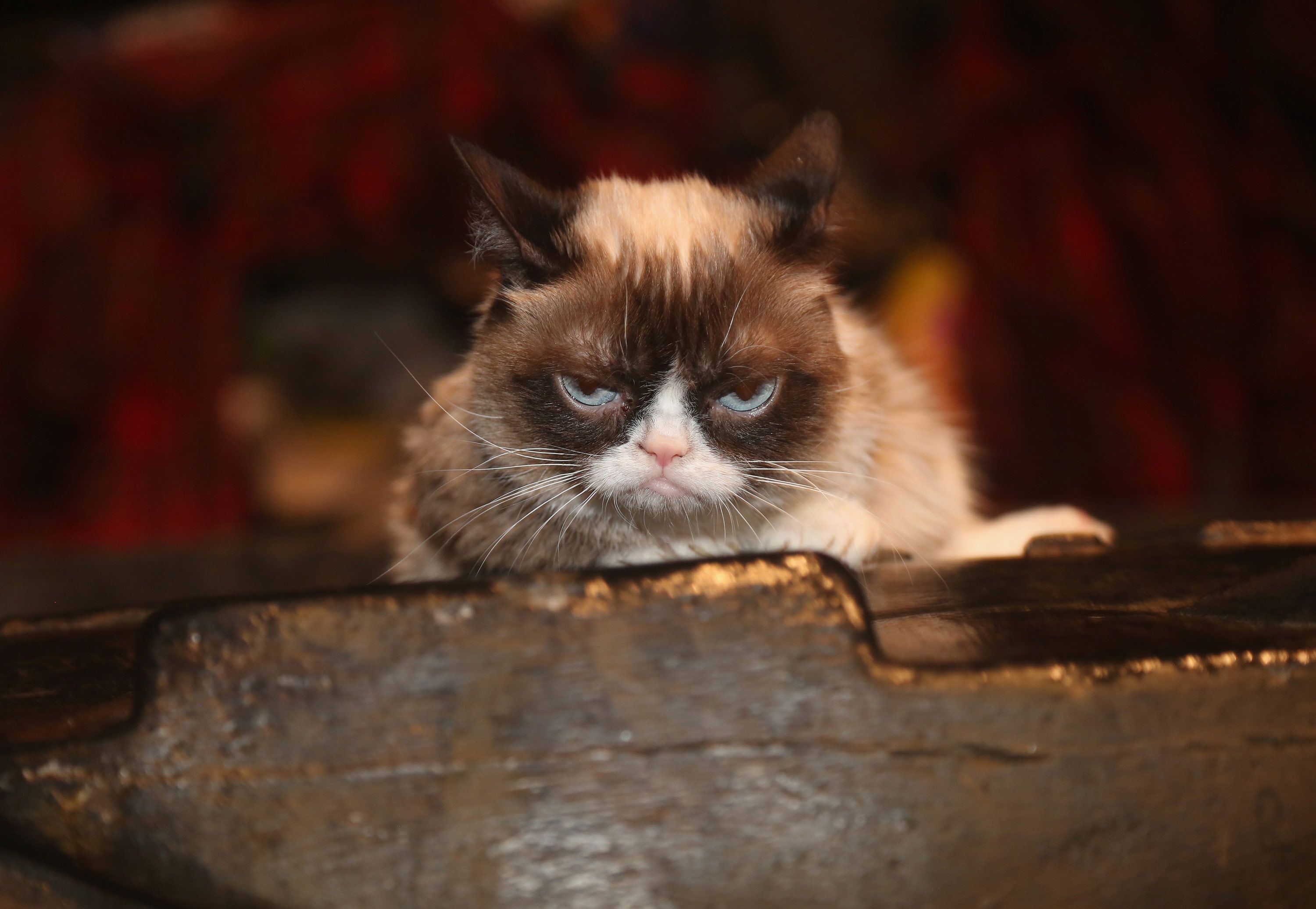 Grumpy Cat wins copyright lawsuit