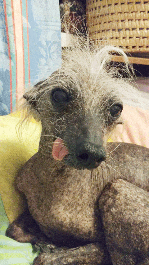 Meet the world's ugliest pets – complete with pics