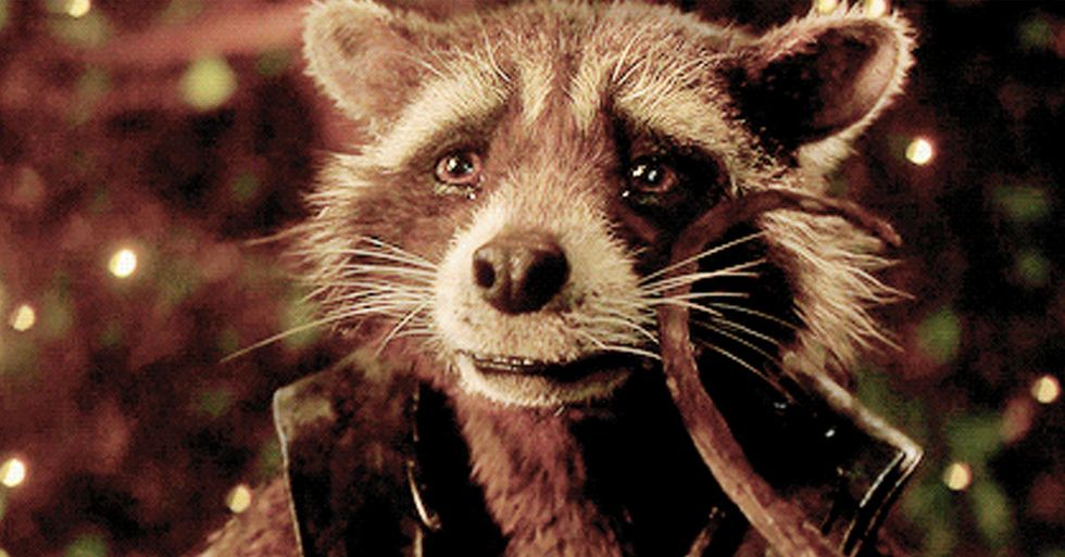 rocket racoon in guardians of the galaxy
