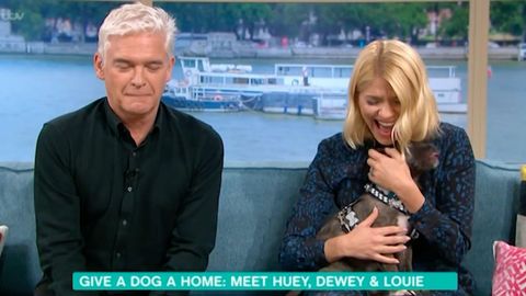 Holly Willoughby, Phillip Schofield, dog, wee, This Morning